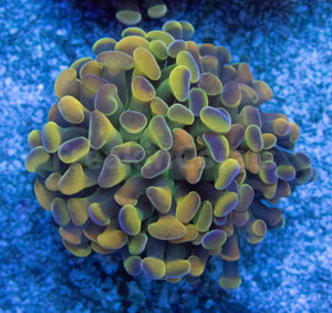 Euphyllia "Electric Orchid" Paraancora Coral