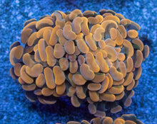 Load image into Gallery viewer, Euphyllia &quot;Sunset Ember&quot; Paraancora Coral