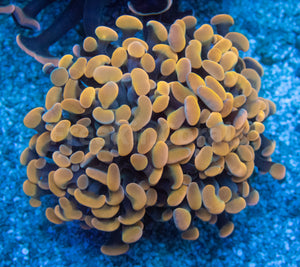 Euphyllia "Sunset Ember" Paraancora Coral