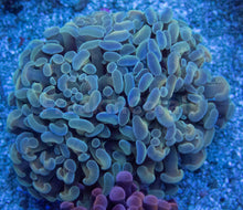 Load image into Gallery viewer, &quot;Azure Flame&quot; Paraancora Euphyllia