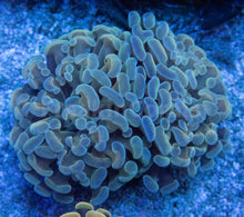 Load image into Gallery viewer, &quot;Azure Flame&quot; Paraancora Euphyllia