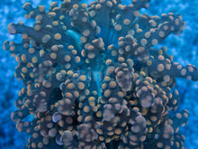 Carregar imagem no visualizador da galeria, Euphyllia &quot;Citrus Glow&quot; Paradivisa Coral