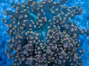 Euphyllia "Citrus Glow" Paradivisa Coral