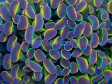 Carregar imagem no visualizador da galeria, Euphyllia &quot;Hologram&quot; Paraancora Coral