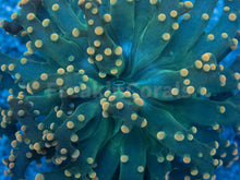 Load image into Gallery viewer, Euphyllia &quot;Citrus Glow&quot; Paradivisa Coral