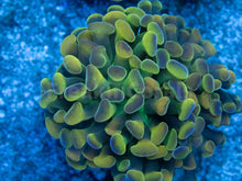 Load image into Gallery viewer, Euphyllia &quot;Electric Orchid&quot; Paraancora Coral