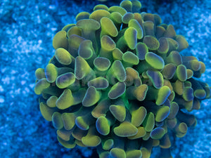 Euphyllia "Electric Orchid" Paraancora Coral