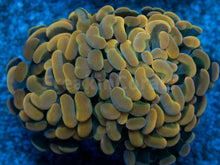 Load image into Gallery viewer, Euphyllia &quot;Sunset Ember&quot; Paraancora Coral