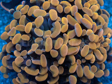 Load image into Gallery viewer, Euphyllia &quot;Sunset Ember&quot; Paraancora Coral