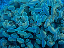 Load image into Gallery viewer, &quot;Azure Flame&quot; Paraancora Euphyllia