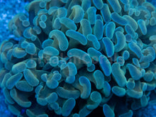 Load image into Gallery viewer, &quot;Azure Flame&quot; Paraancora Euphyllia