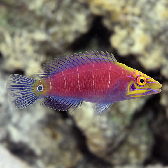 Mystery Wrasse (Pseudocheilinus ocellatus) – - Main Image