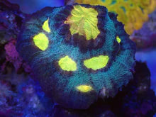 Carregar imagem no visualizador da galeria, WWC Sundrop Chalice (Colony) – First Release – Frag Similar to Photo