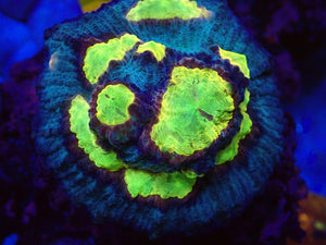 WWC Sundrop Chalice (Colony) – First Release – Cut-to-Order  Echinophyllia sp.