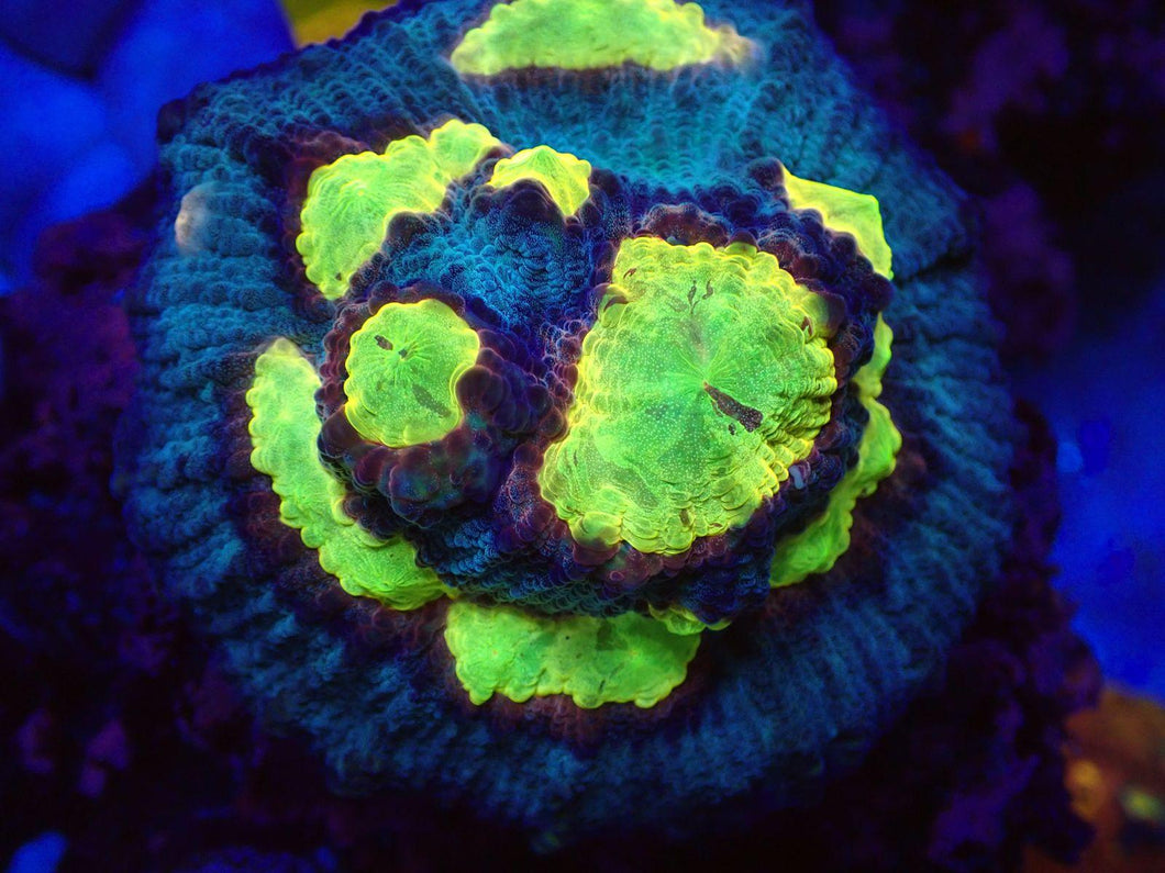WWC Sundrop Chalice (Colony) – First Release – Cut-to-Order  Echinophyllia sp.