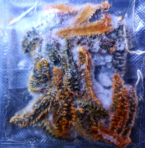 Food for Harlequin shrimp