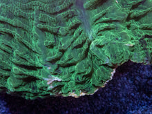 Carregar imagem no visualizador da galeria, Acanthophyllia deshayesiana “Emerald Giant” – WYSIWYG - freakincorals.com