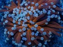 Load image into Gallery viewer, Euphyllia cristata “Light Blue Tip” – Premium Coral WYSIWYG