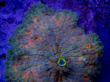 Load image into Gallery viewer, icordea yuma “Super Bubble XXL Green &amp; Orange” – WYSIWYG - freakincorals.com