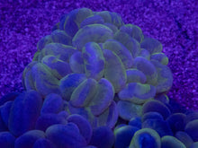 Load image into Gallery viewer, Plerogyra sinuosa “Green Blotchy” – Premium Bubble Coral WYSIWYG