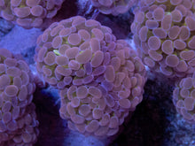 Load image into Gallery viewer, Euphyllia paraancora “Yellow Mellow” – Cut-to-Order Frags - freakincorals.com