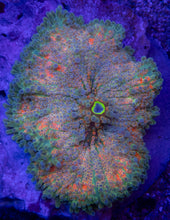 Load image into Gallery viewer, icordea yuma “Super Bubble XXL Green &amp; Orange” – WYSIWYG - freakincorals.com