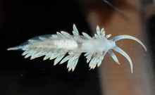 Carregar imagem no visualizador da galeria, Berghia Nudibranch - freakincorals.com