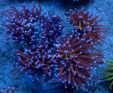 Load image into Gallery viewer, Euphyllia glabrescens “Hell Fire Neon Green Mouth” – Cut-to-Order Frags
