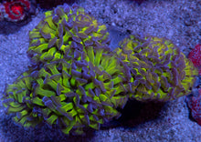 Load image into Gallery viewer, Euphyllia paraancora “Reverse” – Cut-to-Order Frags - freakincorals.com