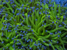 Load image into Gallery viewer, Euphyllia glabrescens “Blue Tip Green” – Cut-to-Order Frags