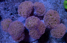 Load image into Gallery viewer, Euphyllia paraancora “Yellow Mellow” – Cut-to-Order Frags - freakincorals.com
