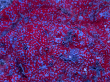 Load image into Gallery viewer, Montipora danae “Superman” – Cut to Order Frags - freakincorals.com