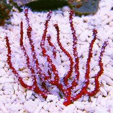 Load image into Gallery viewer, Red/Orange Finger Gorgonian (Diodogorgia nodulifera)