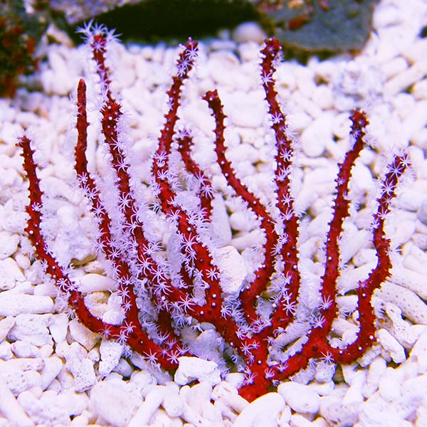 Red/Orange Finger Gorgonian (Diodogorgia nodulifera)