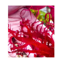 Load image into Gallery viewer, Macroalgae Halymenia durvillei - freakincorals.com