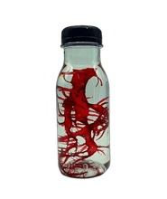 Load image into Gallery viewer, Macroalgae Halymenia durvillei - freakincorals.com