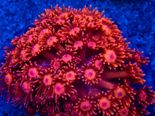 Carregar imagem no visualizador da galeria, Bright Red Goniopora – Purple Eyes – WYSIWYG - freakincorals.com