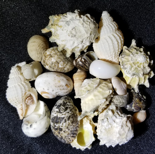 Empty Seashells for Reef Aquariums