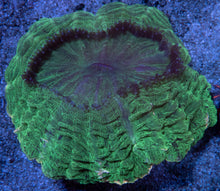 Carregar imagem no visualizador da galeria, Acanthophyllia deshayesiana “Emerald Giant” – WYSIWYG - freakincorals.com