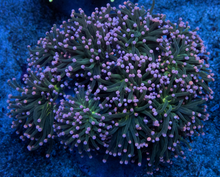 Load image into Gallery viewer, Euphyllia glabrescens “Pink Tip Torch” – Cut-to-Order Frags
