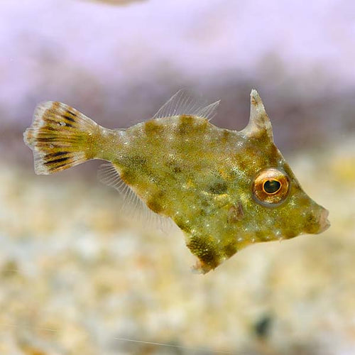 Acreichthys tomentosus