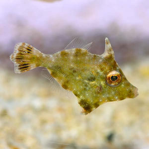 Acreichthys tomentosus