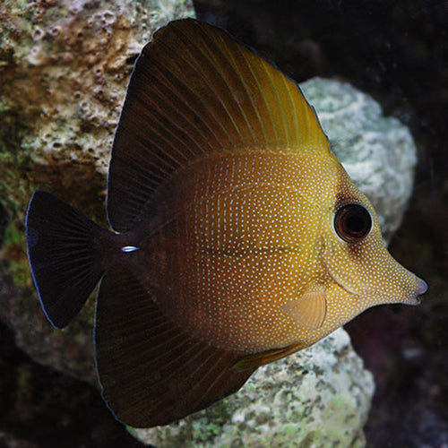 Scopas Tang (Zebrasoma scopas)