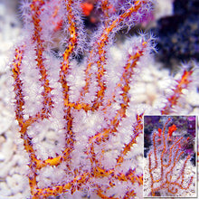 Load image into Gallery viewer, Red/Orange Finger Gorgonian (Diodogorgia nodulifera)