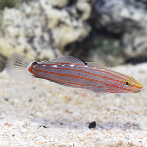 Court Jester Goby (Koumansetta rainfordi)