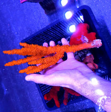 Load image into Gallery viewer, Finger Sponge – Red/Orange (Ptilocaulis sp.)