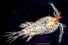 Load image into Gallery viewer, Ocean Nutrition - Copepods