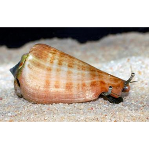 Strombus spp.