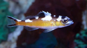 Serranus tabacarius