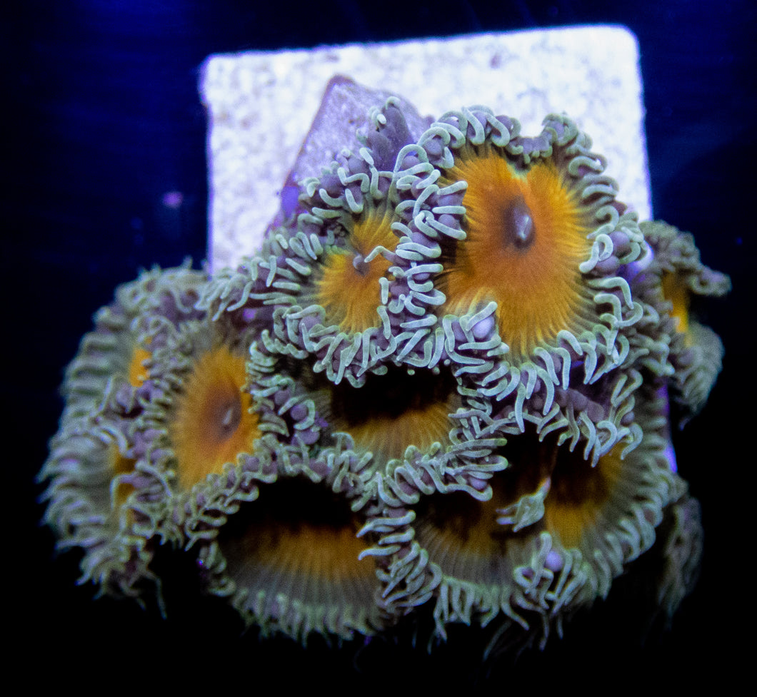 JF Nuclear Death Paly - freakincorals.com